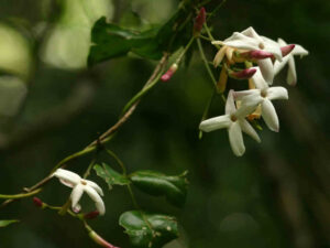 bunga jasmine