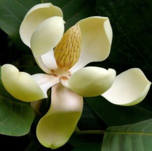 bunga magnolia delavayi