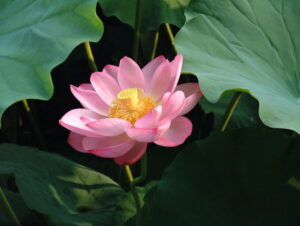 lotus-nelumbo