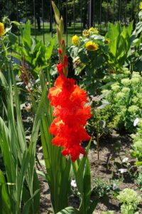 bunga gladiol