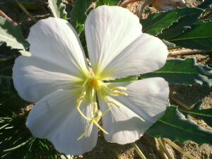 Bunga Oenothera