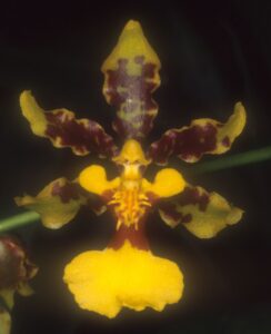 Bunga Oncidium