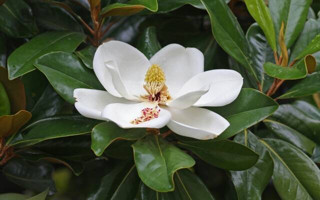 bunga magnolia grandiflora